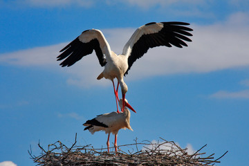 Cigüeñas apareándose 