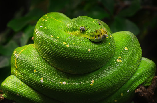 Green tree python profile portrait close up