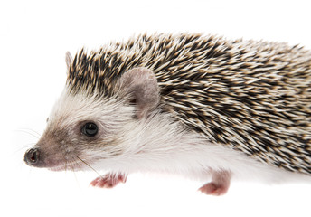 Four-toed Hedgehog (African pygmy hedgehog) - Atelerix albiventris