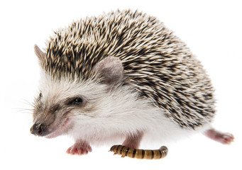 Four-toed Hedgehog (African pygmy hedgehog) - Atelerix albiventris