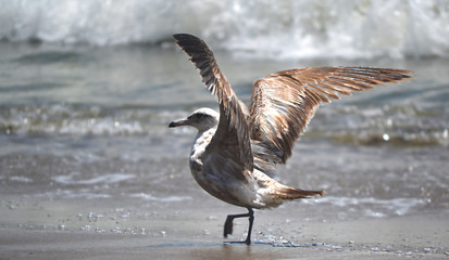 california seagull