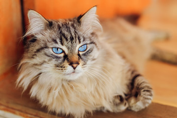Close-up of a satisfied neva masquerade that lies on the doorste