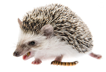Four-toed Hedgehog (African pygmy hedgehog) - Atelerix albiventris