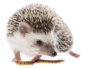 Four-toed Hedgehog (African pygmy hedgehog) - Atelerix albiventris