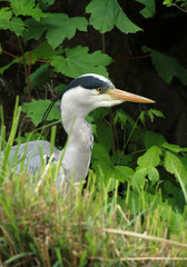 portrait de h&eacute;ron cendr&eacute;