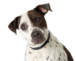 Closeup Attentive Spotted Terrier Dog