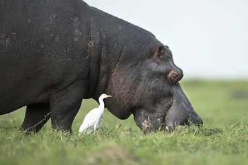 Hippo in the Okavango Delta