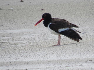 Pescador