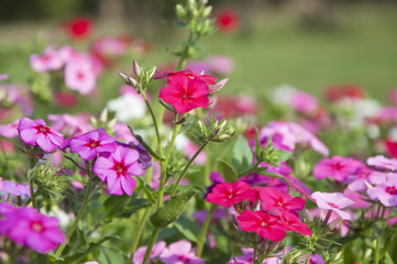 Obraz premium Flowers in the spring season