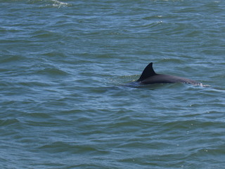 Fototapeta premium Golfinho em Laguna - SC