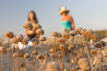 Two female silhouettes at sunset in seaside with plant and flowers. Mother and daughter, family.