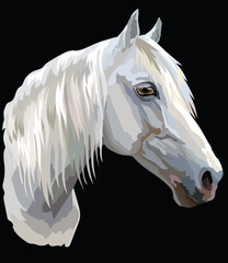Colored Horse portrait-6