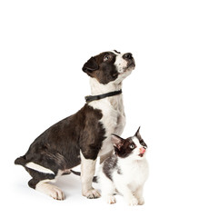 Cute Puppy and Kitten Sitting Together Looking Up