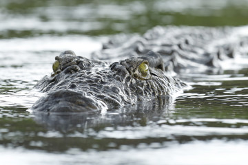 Crocodile close up