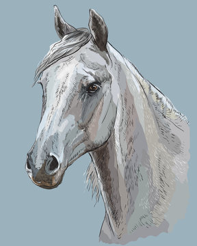 Colorful Horse portrait-3