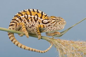 Fototapeta premium Chameleon (Furcifer lateralis)/Carpet Chameleon basking on plant stem