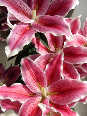Lys