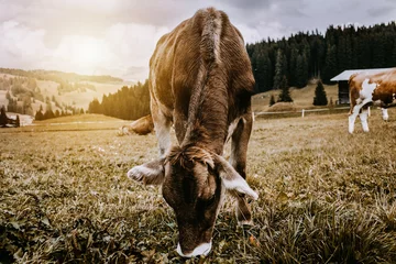 Papier Peint photo Lavable Vache Braune Kuh grast auf der Alm 