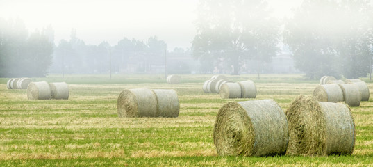 rolled hay bales in fog