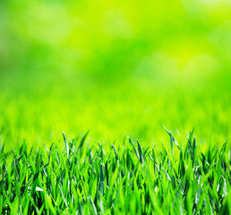 grass texture from a field