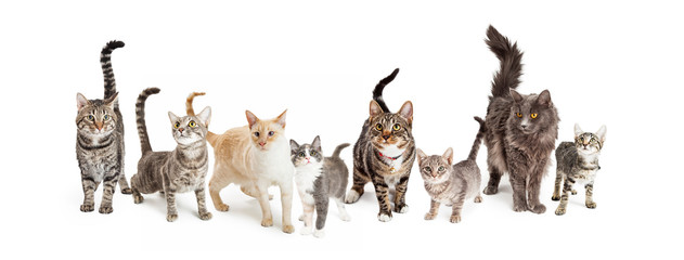 Row of Cats and Kittens Horizontal Web Banner