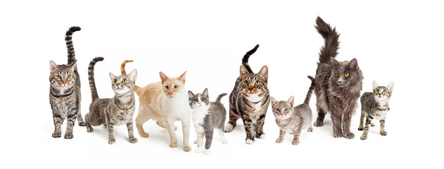 Fototapeta premium Row of Cats and Kittens Horizontal Web Banner