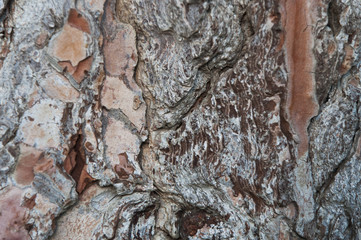 A pine tree's trunk texture
