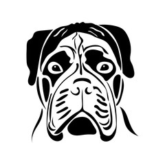 Portrait of a dog of the bullmastiff breed