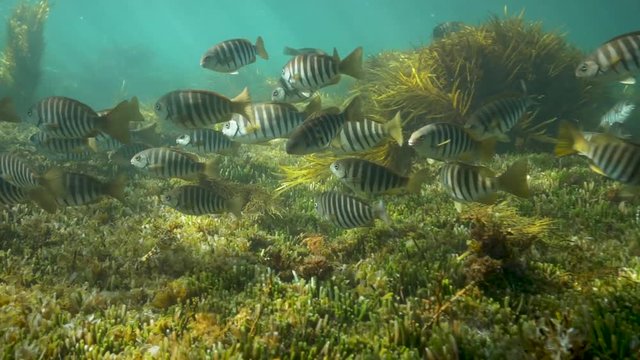Zebra Fish Schooling slow motion