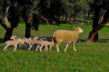 A ovelha é um animal herbívoro