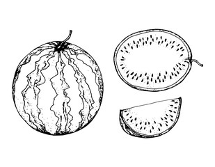 Black and white fruit sketch hand drawing isolated vector illustration