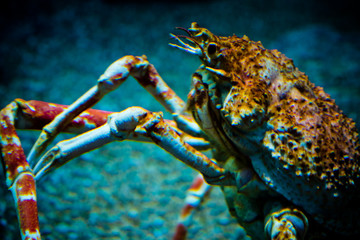 crab under water