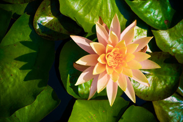 Lotus on lillypad