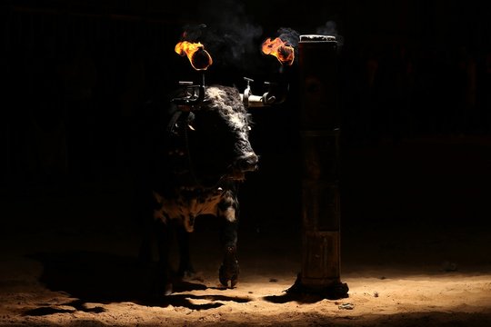 bull in spain