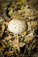 mushroom in the wood