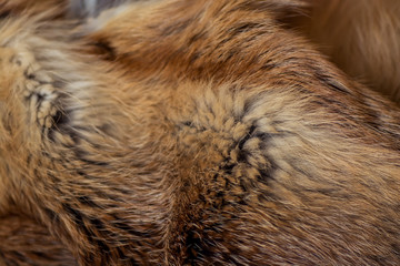 Classy and luxurious red fox fur