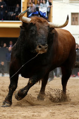 bull in spain