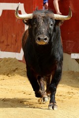 bull in spain