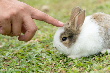 Close up finger stroked at the little white brown rabbit sitting on fresh green grass background.