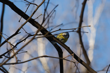 tomtit on the tree