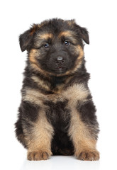 German shepherd puppy on white background