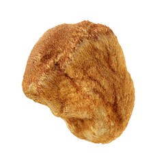 hericium erinaceus on white background