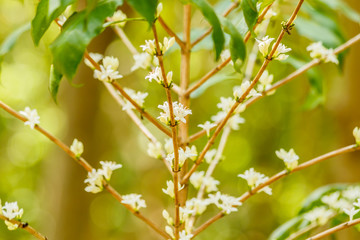 white  coffee flower on coffee tree,