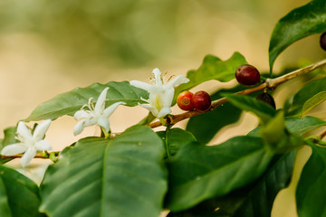 white  coffee flower on coffee tree,