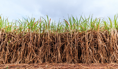 cultivated green sugarcane field with blue sky