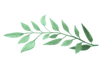 Hand drawn green leaf. Watercolor isolated object.