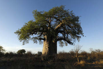 Baobab in afternoon light