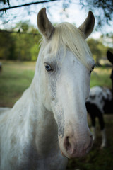 white horse blue eye