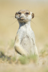 Fototapeta premium Meerkat in golden morning light