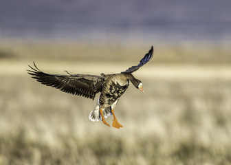 Greater White-fronted Goose